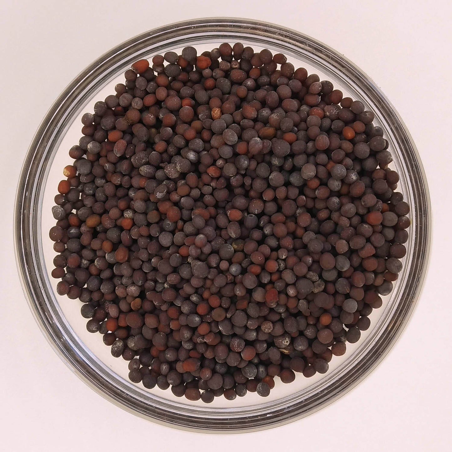 MOSTAZA NEGRA EN GRANO