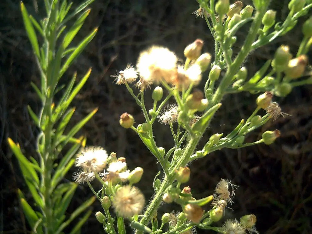 CARNICERA