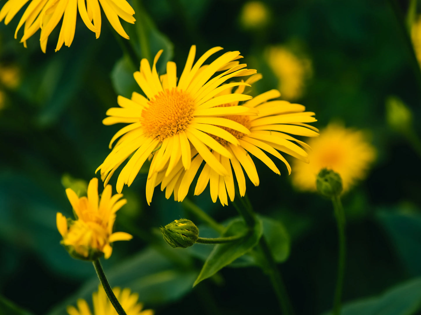ARNICA