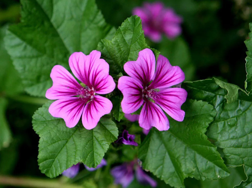 MALVA