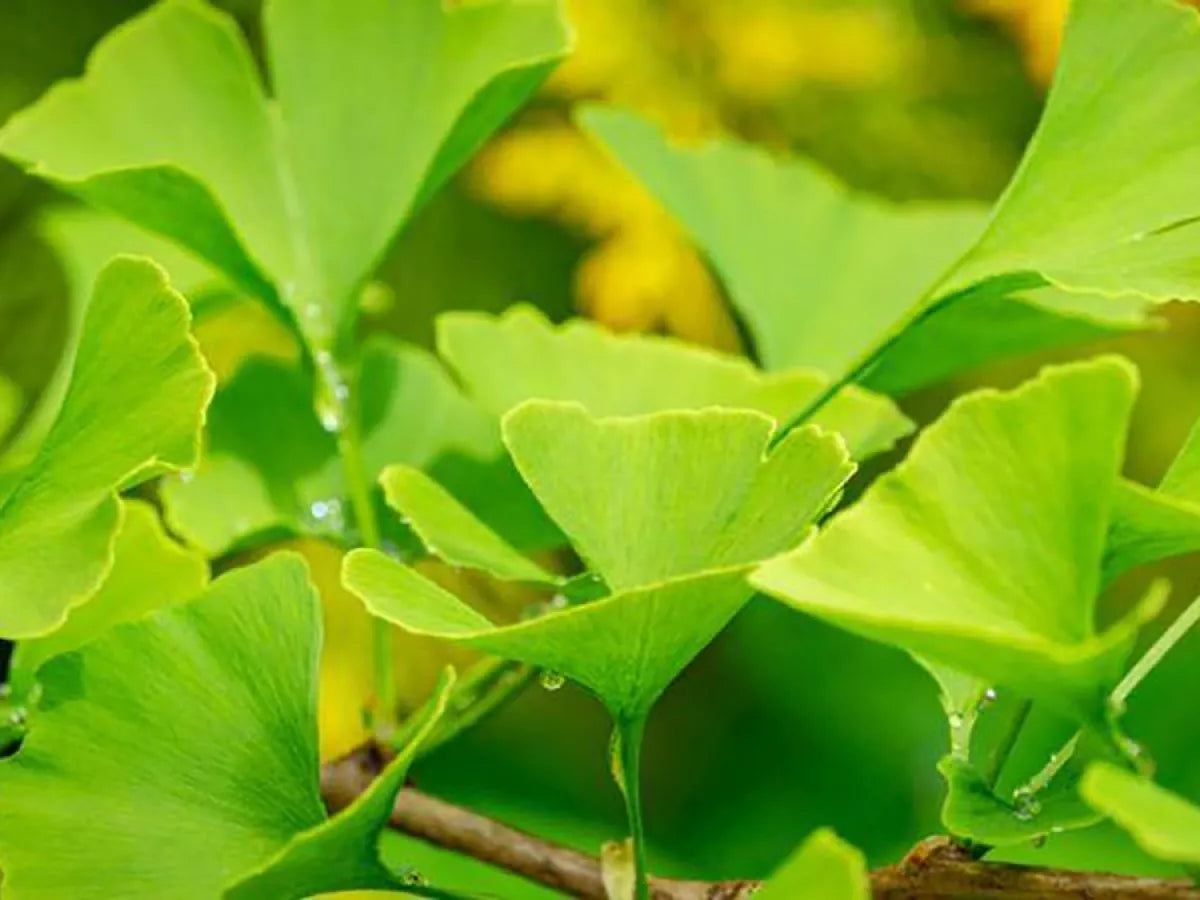 GINKGO BILOBA