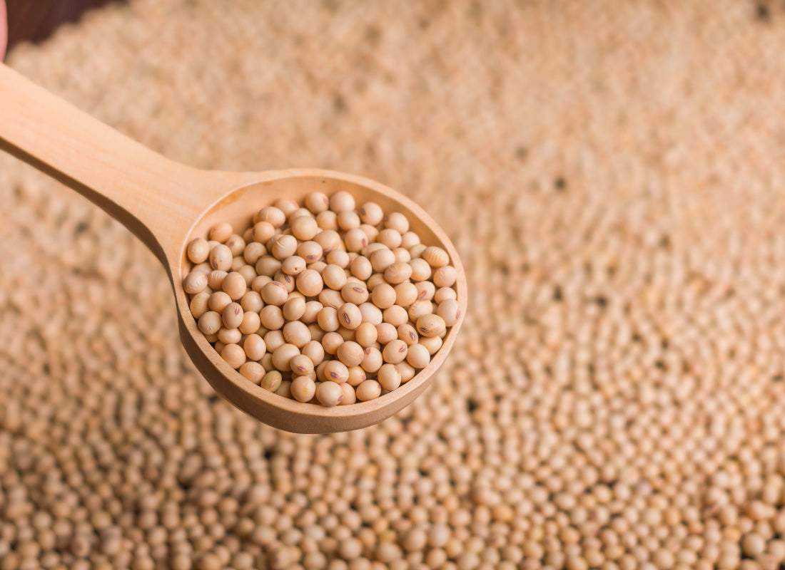 POROTOS DE SOJA
