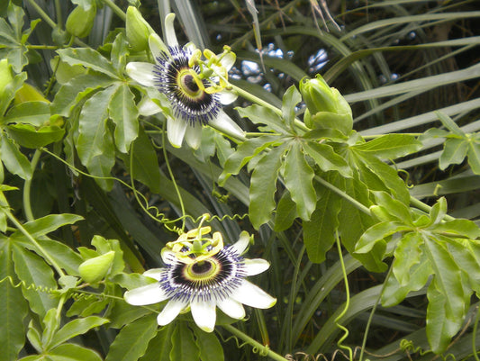 MBURUCUYA