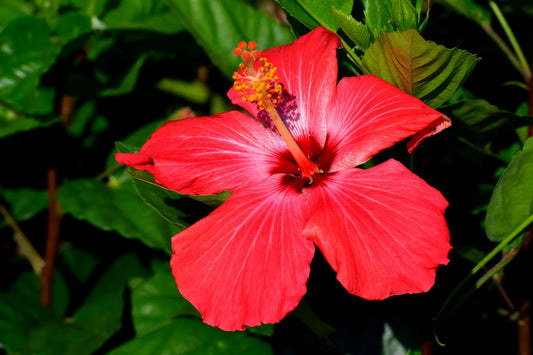 FLOR DE HIBISCO