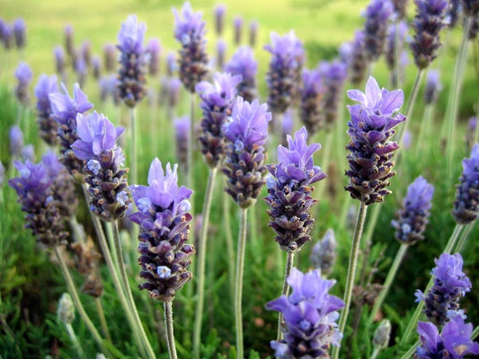 LAVANDA